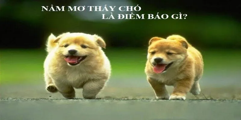 Giải mã những ý nghĩa liên quan tới giấc mơ thấy chó