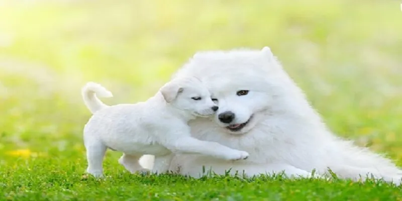 Mơ thấy chó và các con số đề phát tài